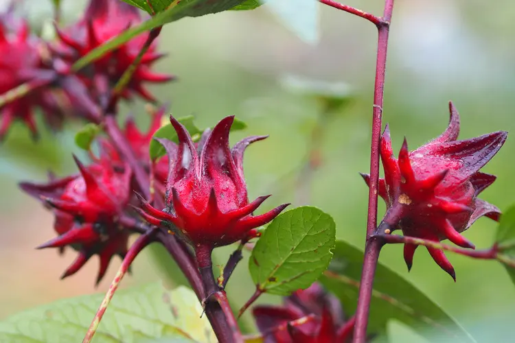 1800x1200_roselle_hibiscus_sabdariffa_flowers_other