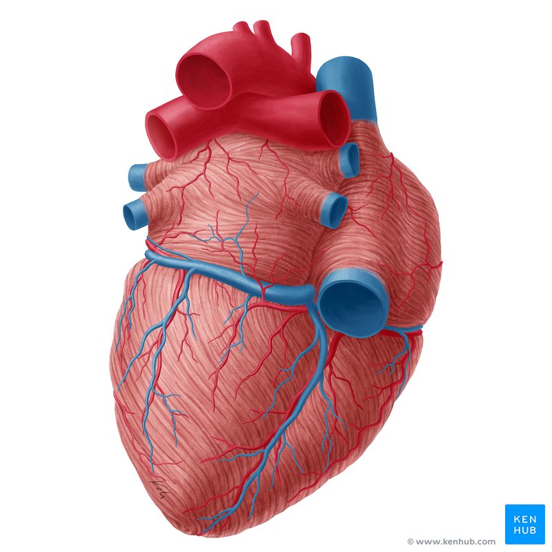 Coronary_vessels_cardiac_veins